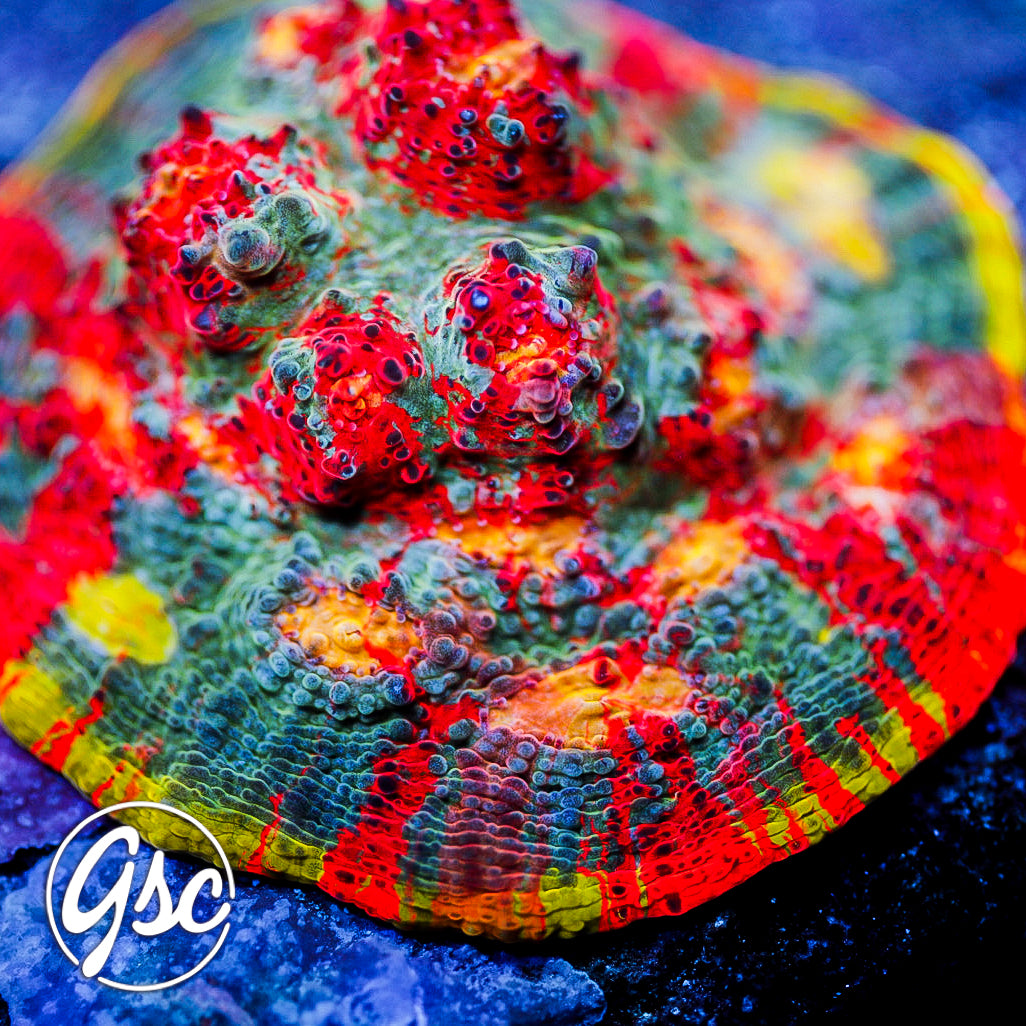 CB Flaming Bugatti Chalice #2