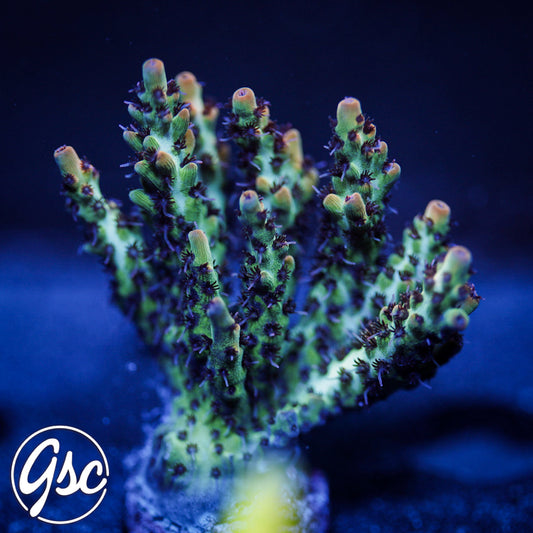 Candy Corals Blaze of Glory Acro (XL)