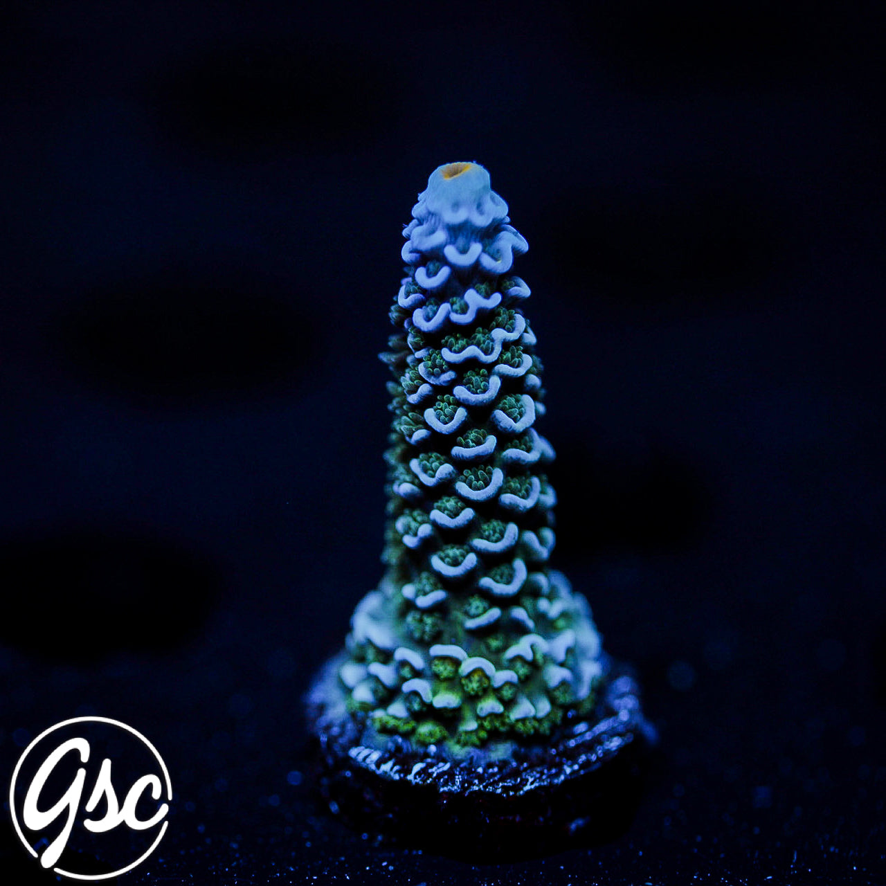 GSC Blues Clues Tenuis Acro #3