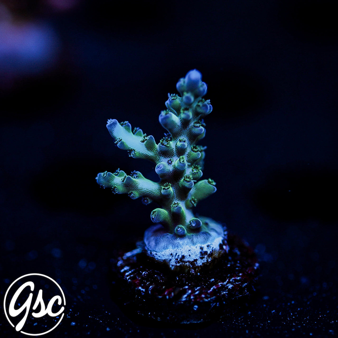 ORA Pearlberry Acro #1