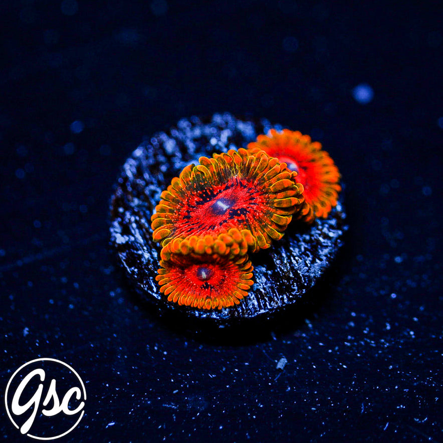 GSC Grand Master Krakatoa Zoa #1