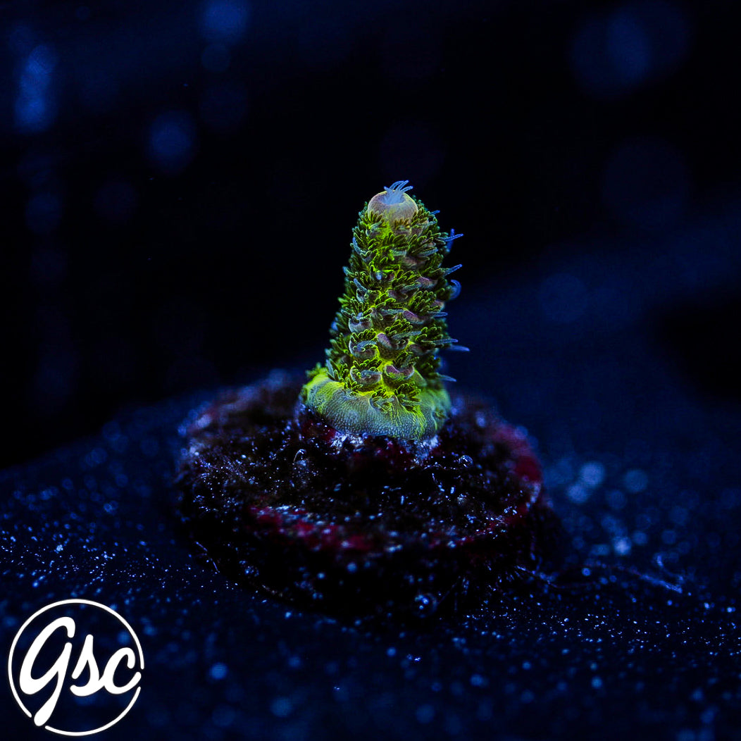 ReefWorks College Fund Acro #4 (Non Graft)