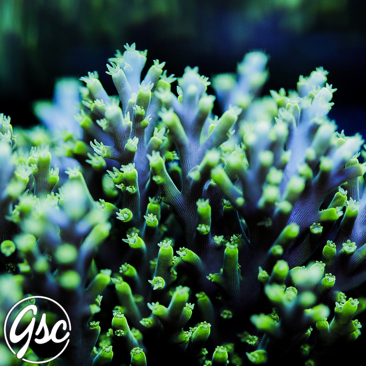 GSC Green Green-Eyed Dragon Acro #1