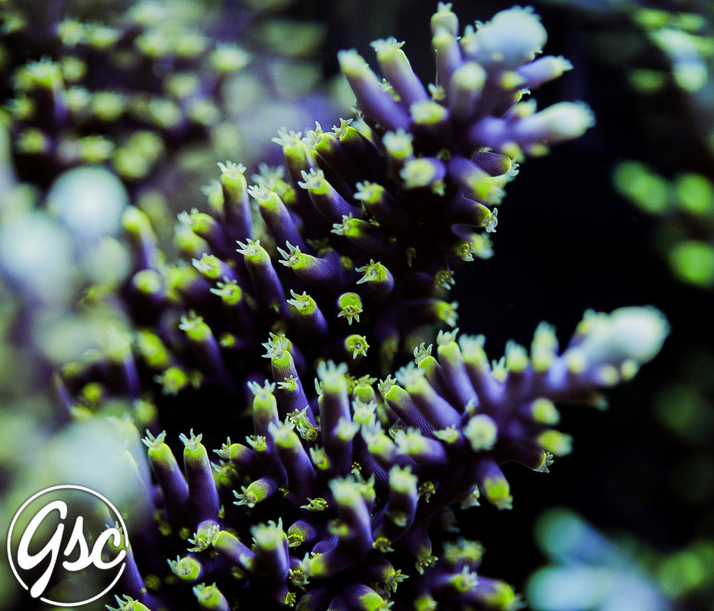 RMF Last Dragon Acro #1