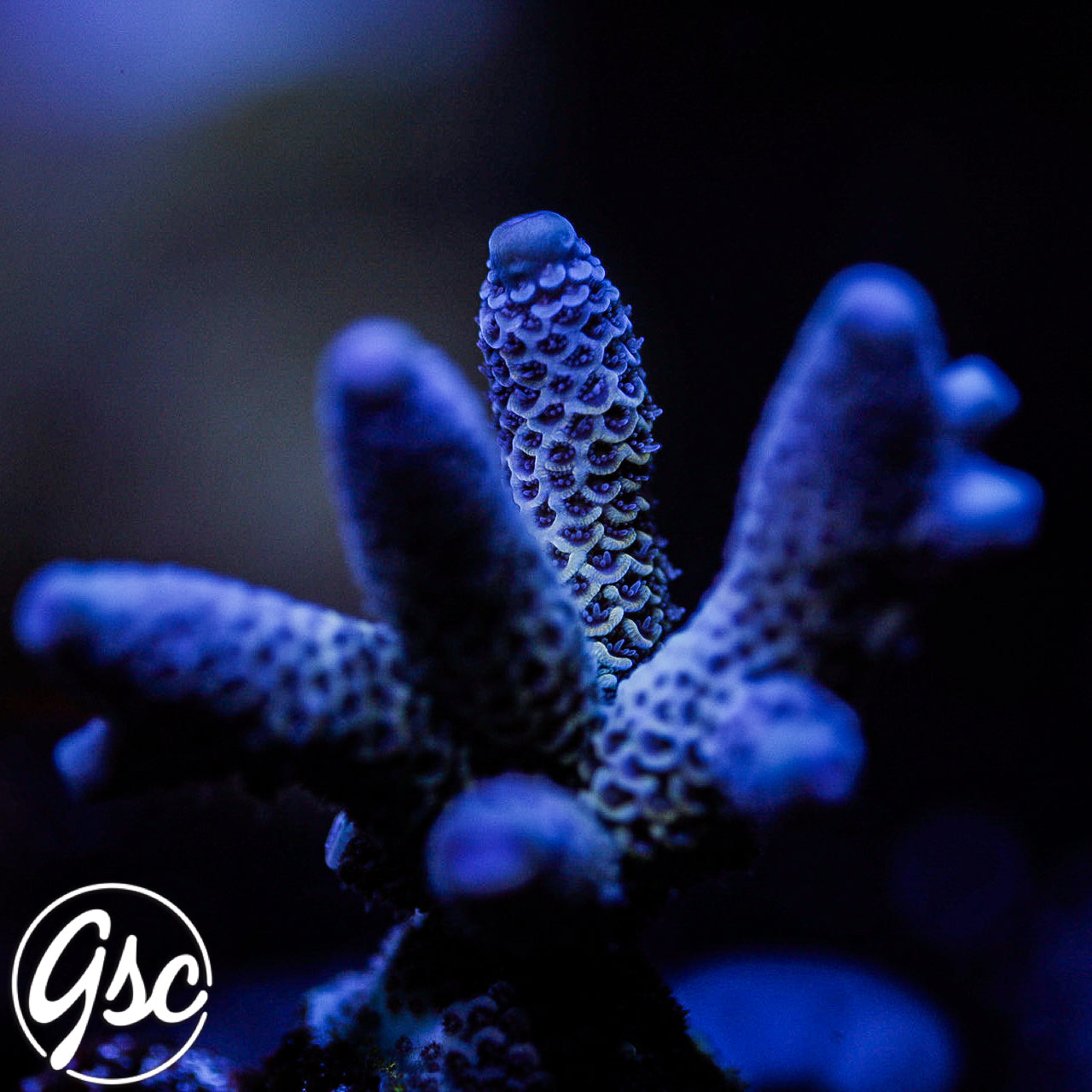 Raising Reefs Blue Flame Acro #1