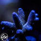 Raising Reefs Blue Flame Acro #2