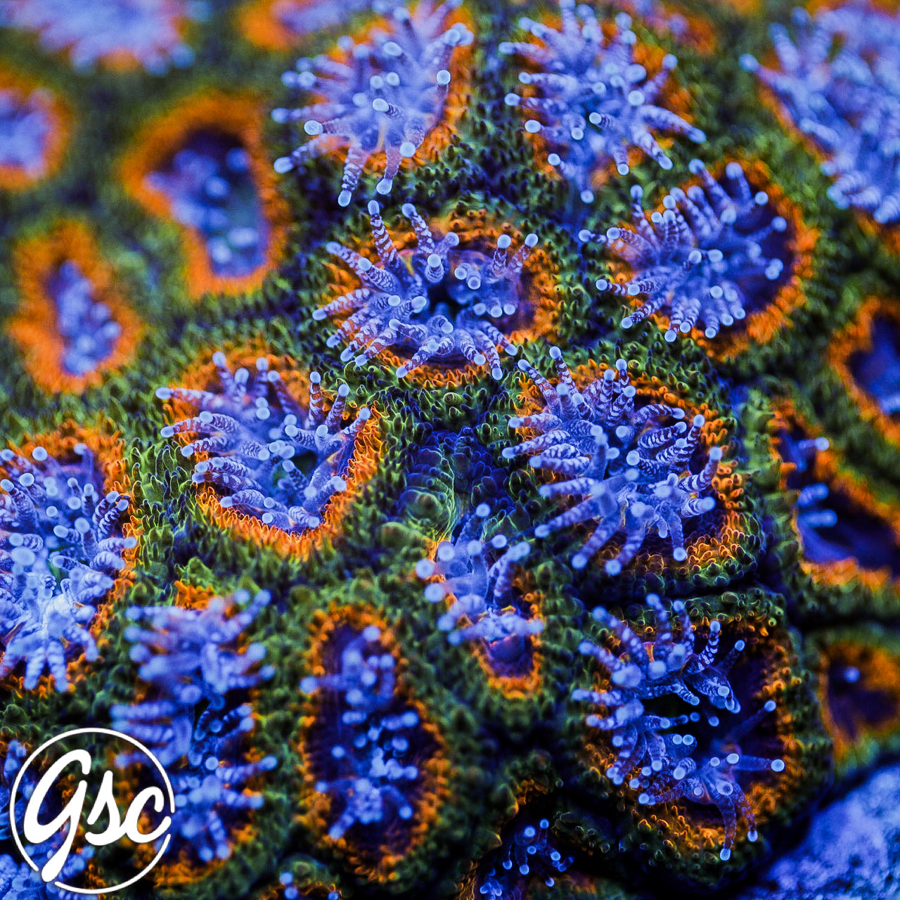 GSC Electric Pineapple Micromussa #1 (re-release)