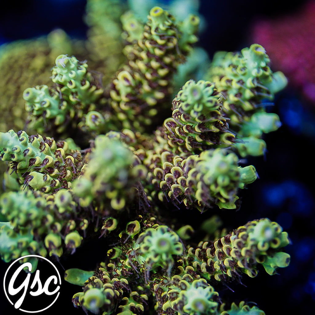 TSA Harvey Wallbanger #4