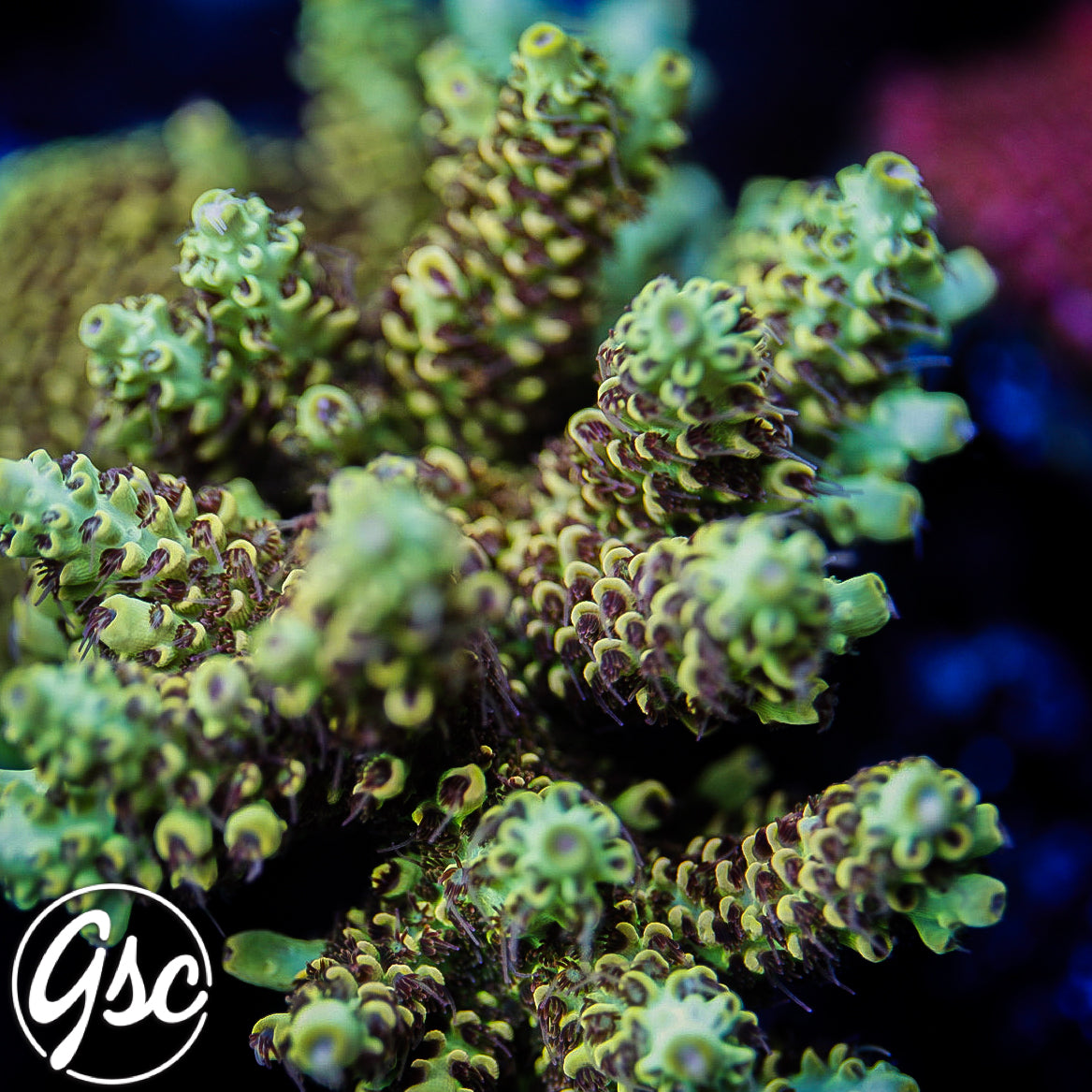 TSA Harvey Wallbanger #3