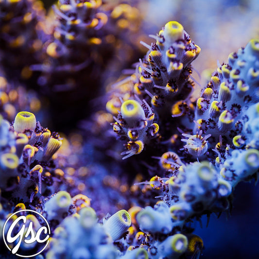 Z's Blue Floyd Acro #2