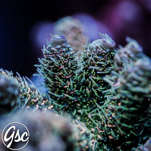 TGC Event Horizon Acro #2 (Millie)