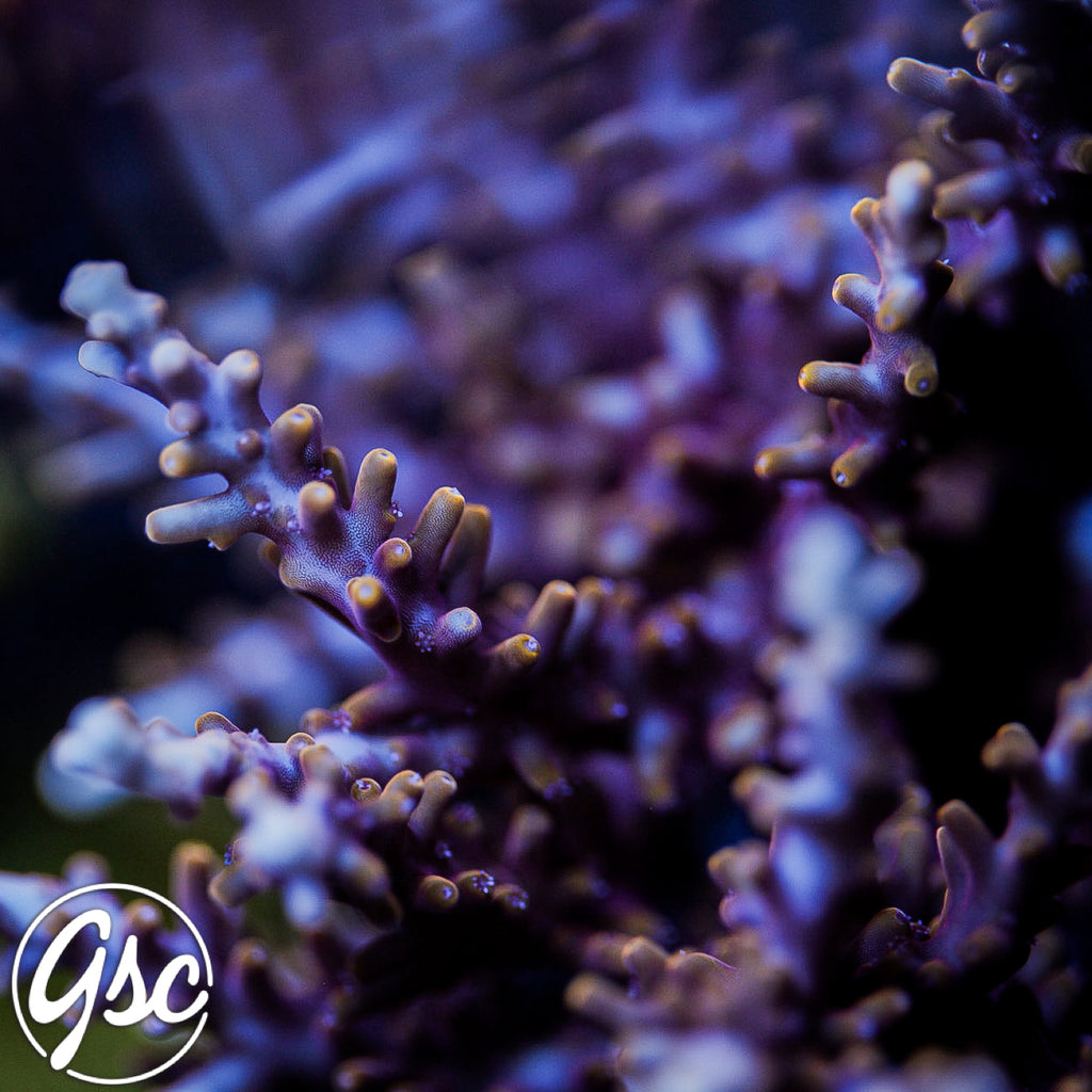 TSA Fire Dragon Acro #1