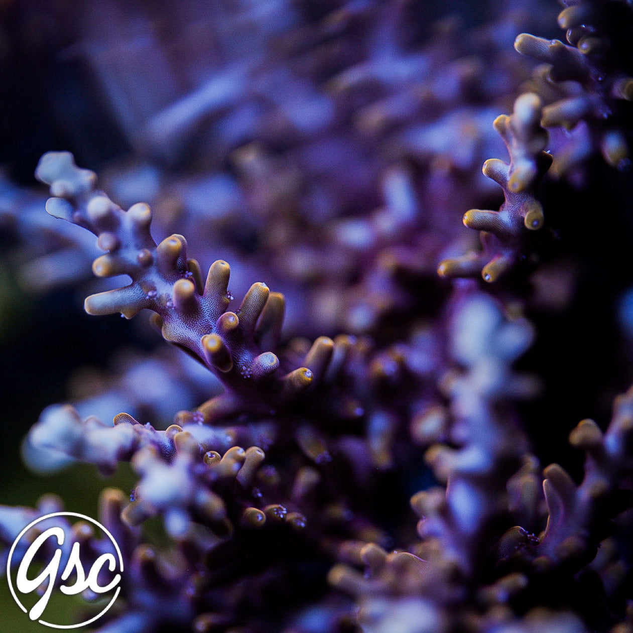 TSA Fire Dragon Acro #1