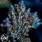 CC Blaze Of Glory Acro #1