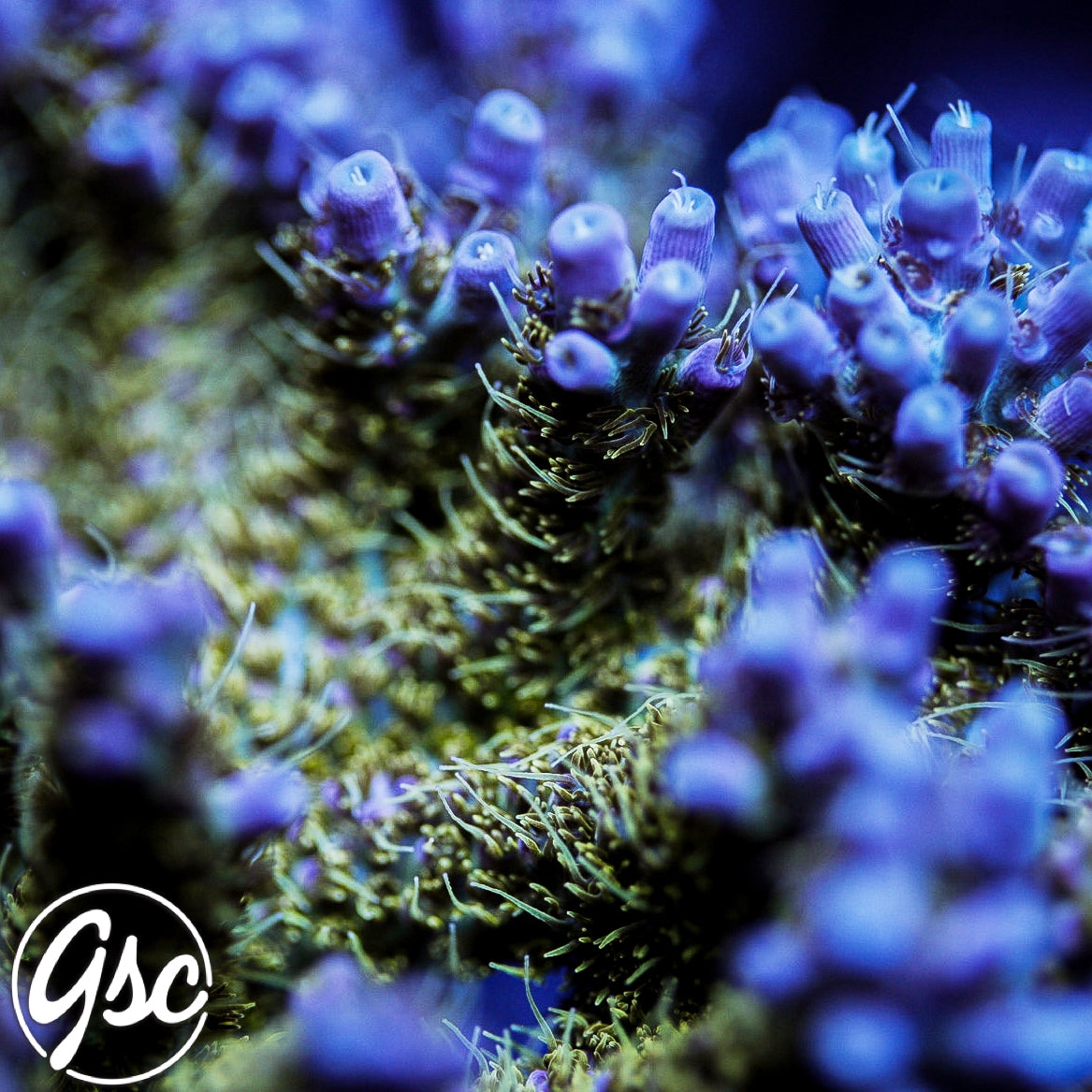 TSA The Fuzz Acro #3