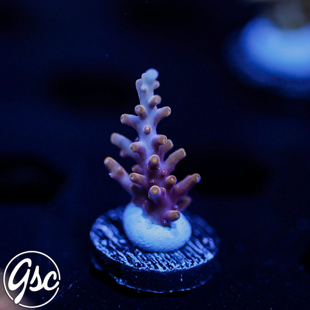 TSA Fire Dragon Acro #1