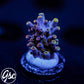 All Delights Red Clathrata Acro #4 (OG Rare)