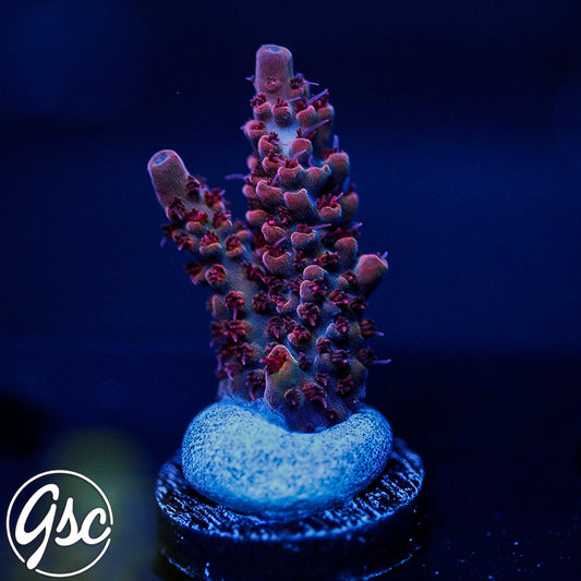 CB Maleficent Acro #2