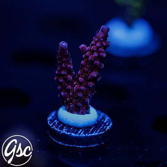 PC Rainbow Acro #2