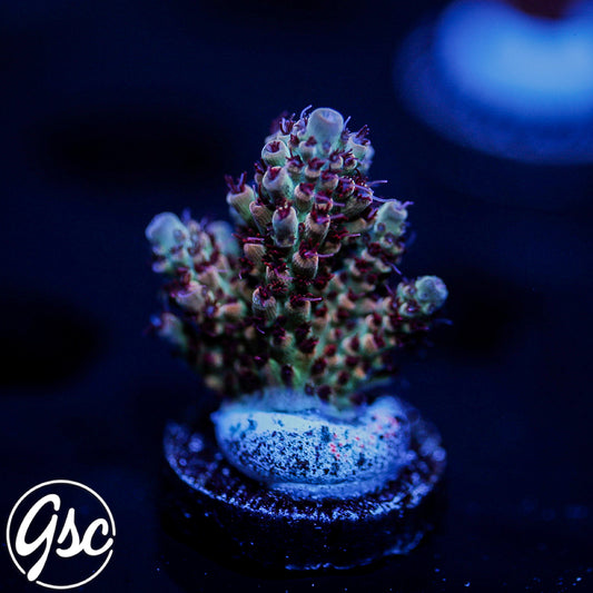 ATL Jolene Acro #2 (Semi Chunky)