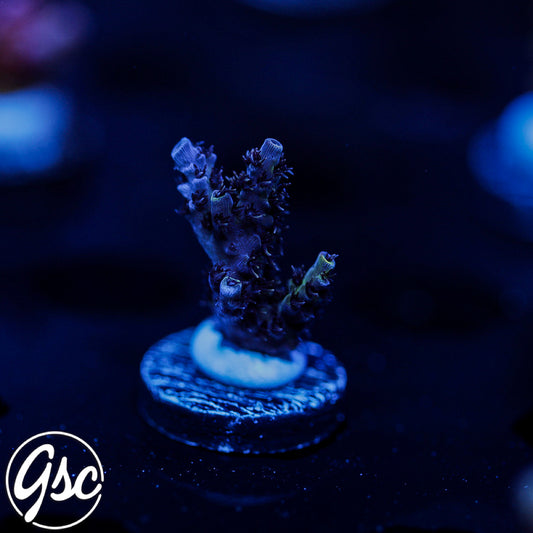 TSA Optimus Prime Acro #2