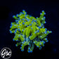 GSC Purple Frogspawn