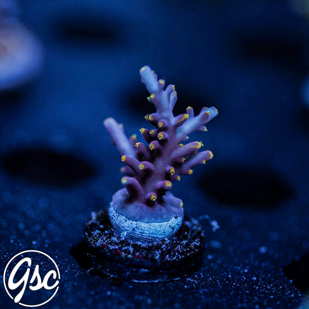 WWC Little Red Ferrari Acro #3