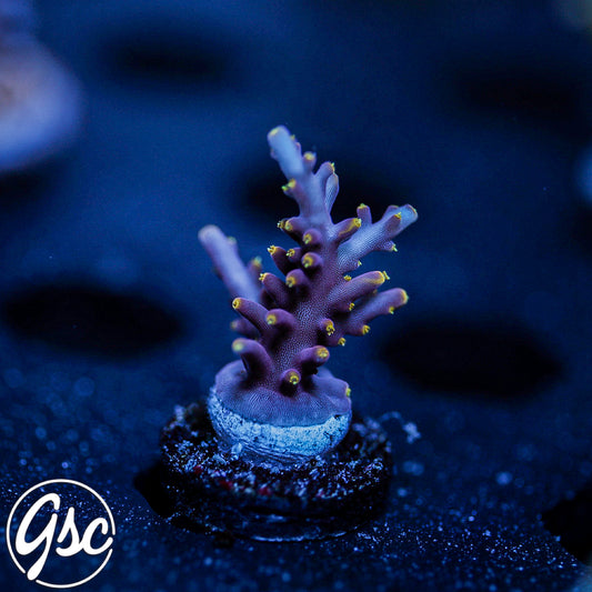 WWC Little Red Ferrari Acro #3