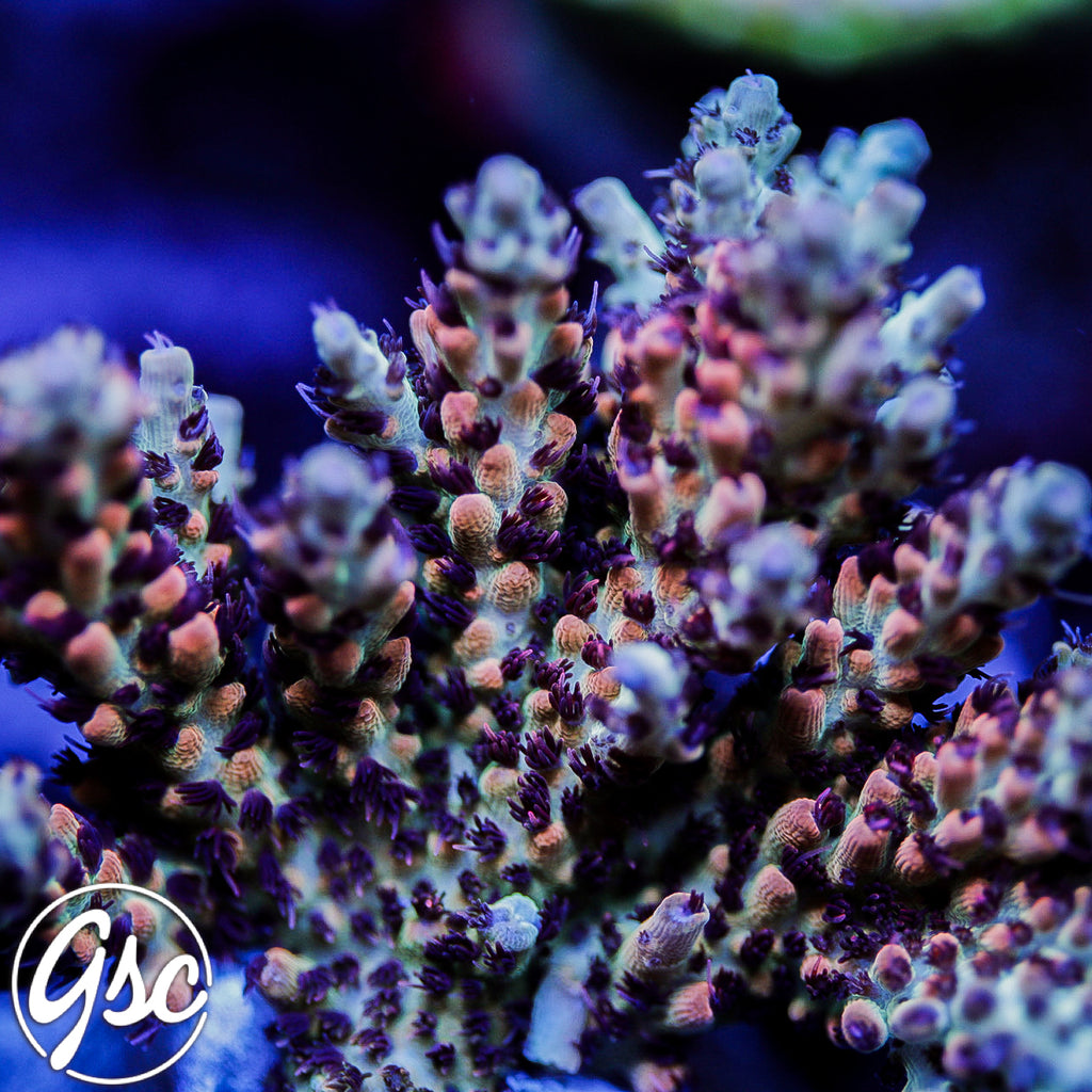 CC Blaze Of Glory Acro #1