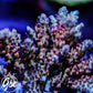 CC Blaze Of Glory Acro #2