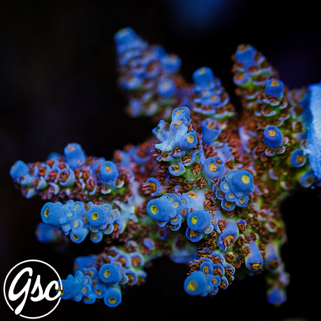 SKA Jackpot Tenuis Acro #2