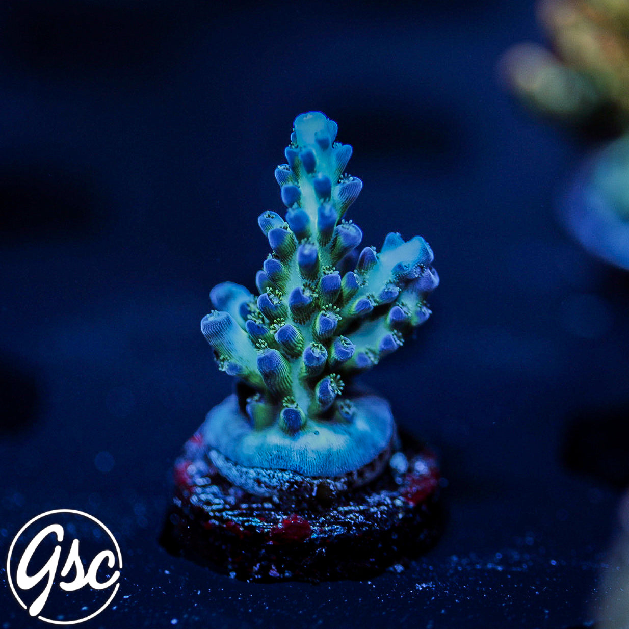 ORA Pearlberry Acro #2