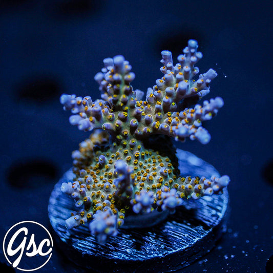 R66 Merlins Staff Acro (Mini Colony)