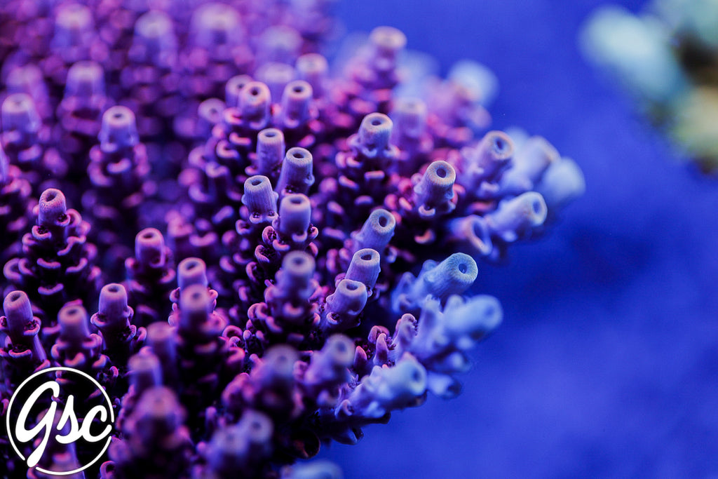 GSC Plasma Prism Acro #2 (Hyacinthus) -  NEW RELEASE