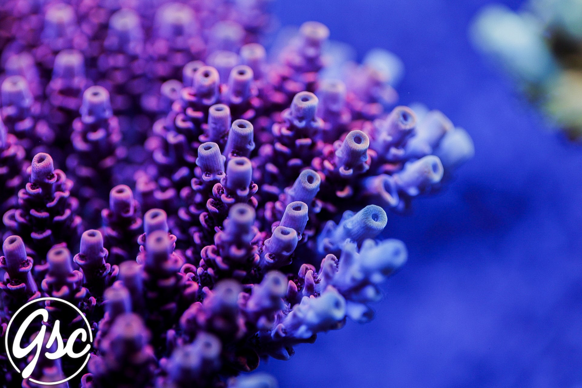 GSC Plasma Prism Acro #2 (Hyacinthus) -  NEW RELEASE