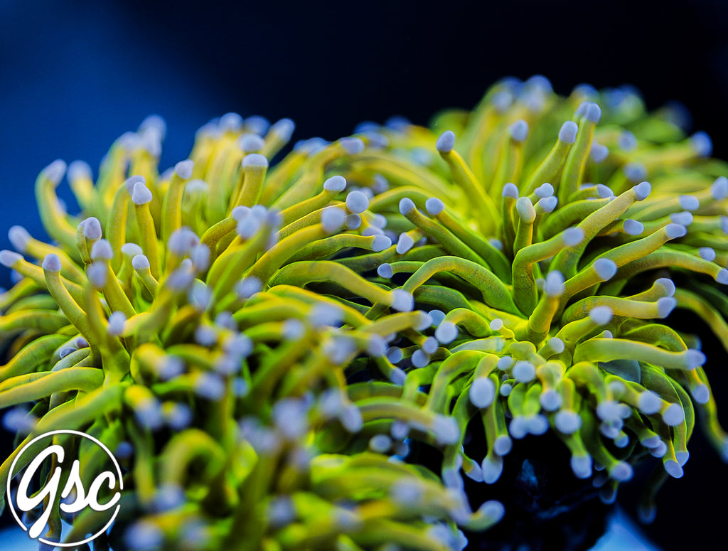 GSC Berserker HG Torch #1 (Re-Release)