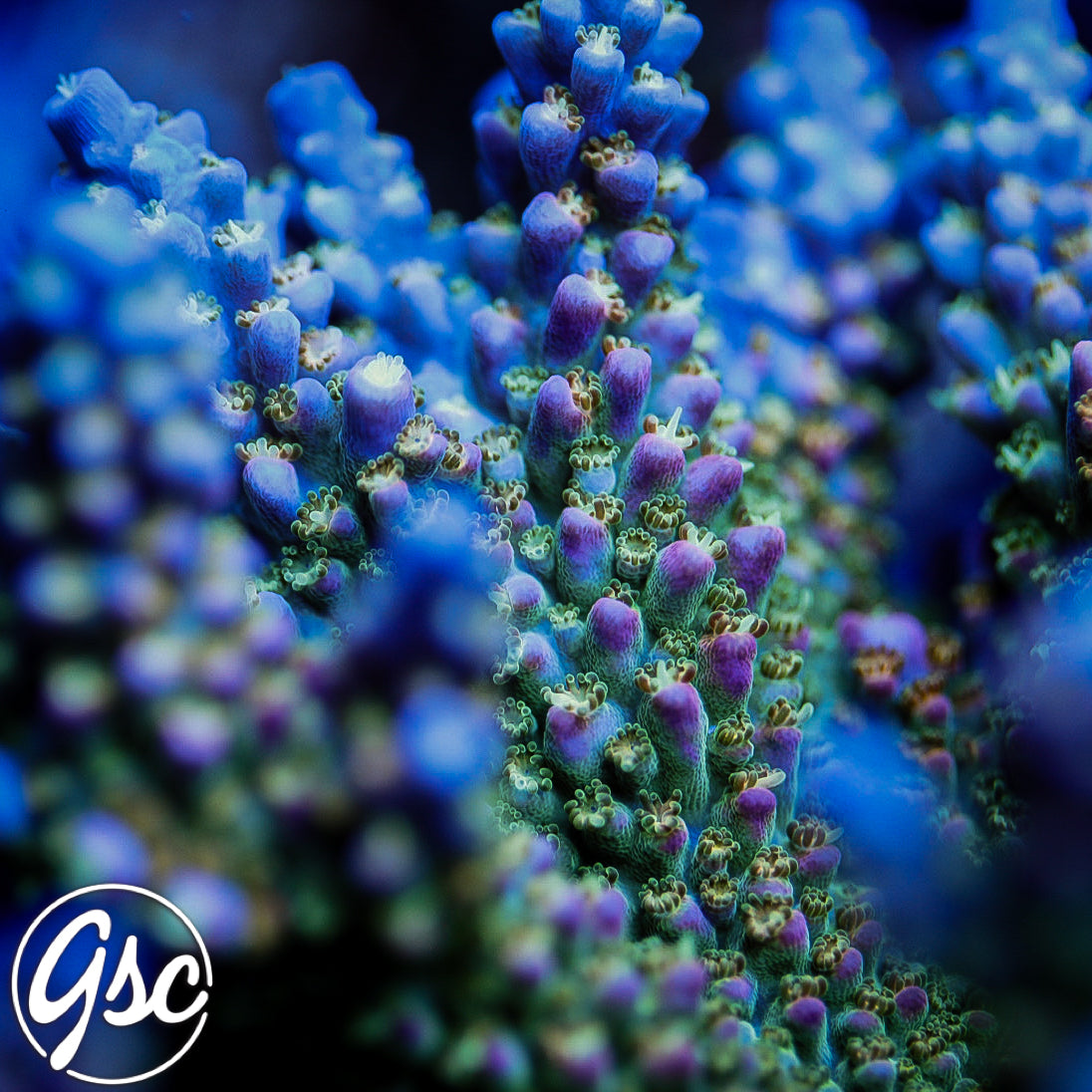 PR Fruity Pebbles Acro #1