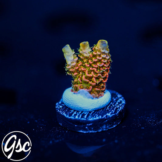 ASD Rainbow Millie Acro #1