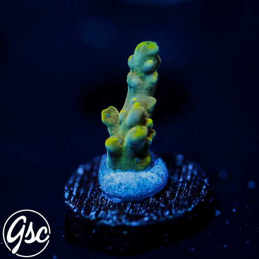 POTO Poison Ivy Acro #1