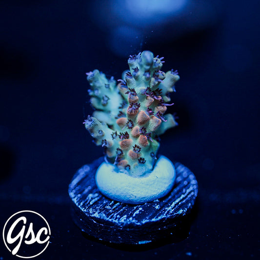 CC Blaze Of Glory Acro #1