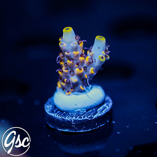 Z's Blue Floyd Acro #1