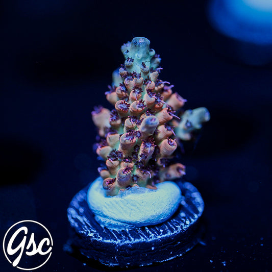 CC Blaze Of Glory Acro #2