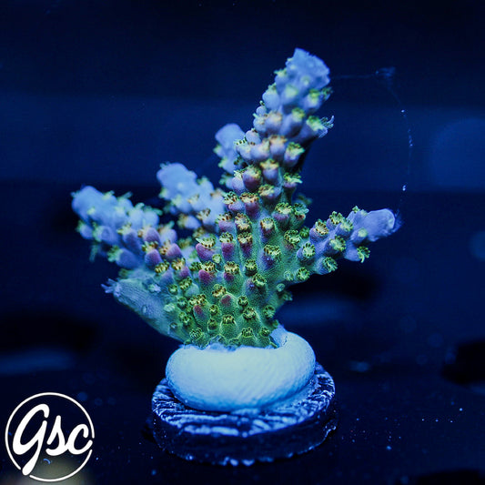 PR Fruity Pebbles Acro #1 (Chunky)