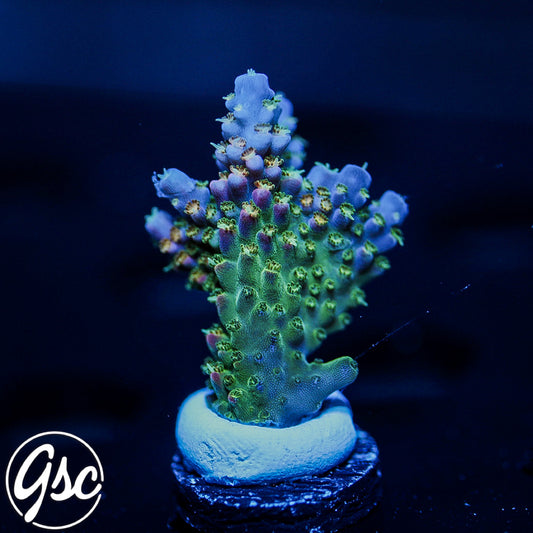 PR Fruity Pebbles Acro #2