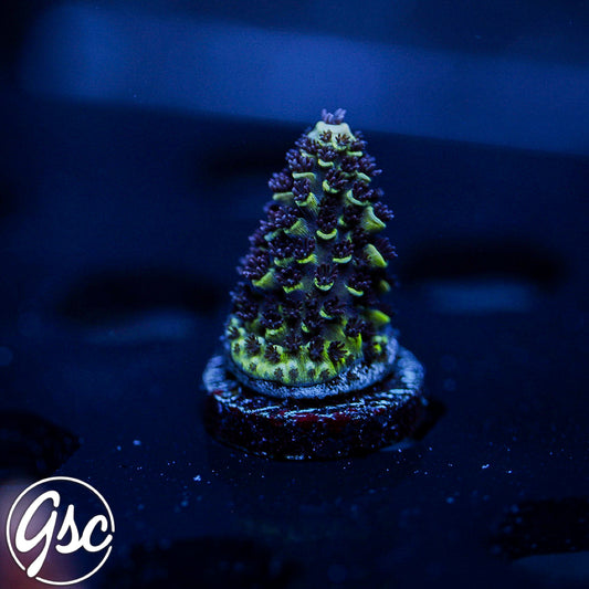 GSC Purple Vortex Acro (Re-Release)