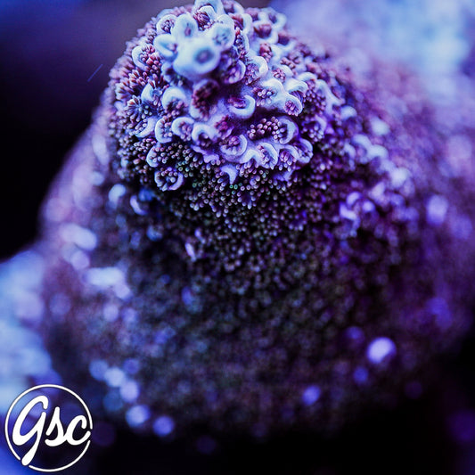 GSC Purple Vortex Acro (Re-Release)