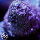 GSC Purple Vortex Acro (Re-Release)