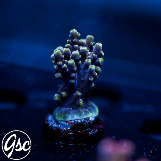RR Pink Cadillac Acro #1