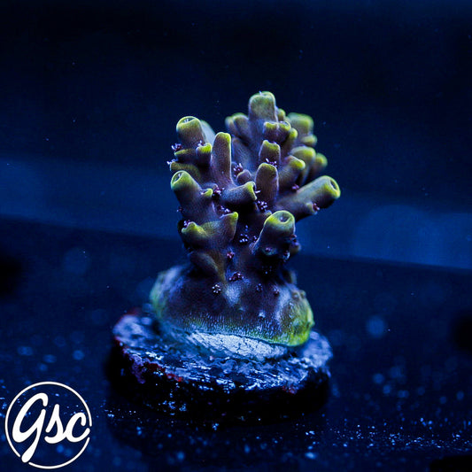 RR Pink Cadillac Acro #2
