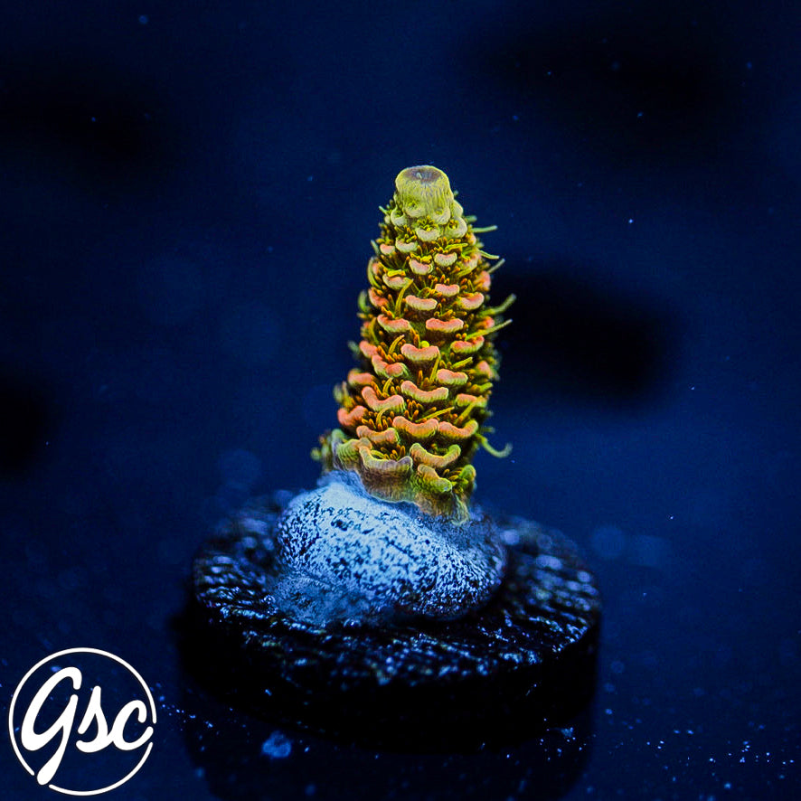 ASD Rainbow Millie Acro #3